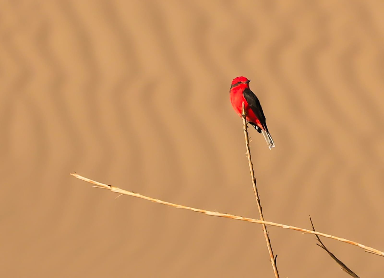 PAJARO ROJO / SACA TU REAL 
