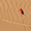 PAJARO ROJO / SACA TU REAL 